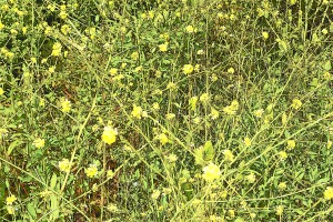Yellow Flowers in Pescadero